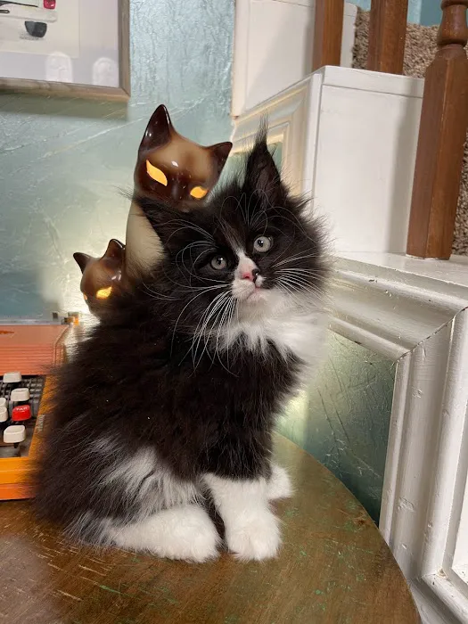 Dawntreader Maine Coons Picture 1