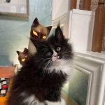 Dawntreader Maine Coons