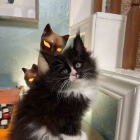 Dawntreader Maine Coons ico