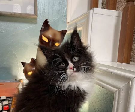Dawntreader Maine Coons