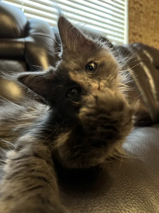 Dawntreader Maine Coons Picture 7