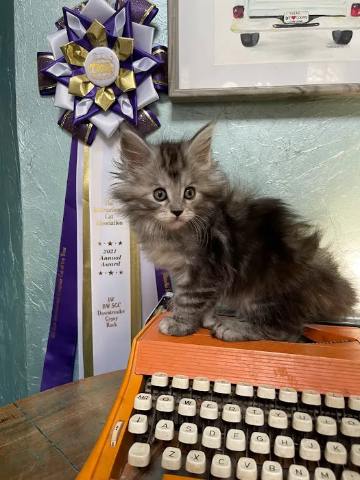 Dawntreader Maine Coons Picture 6