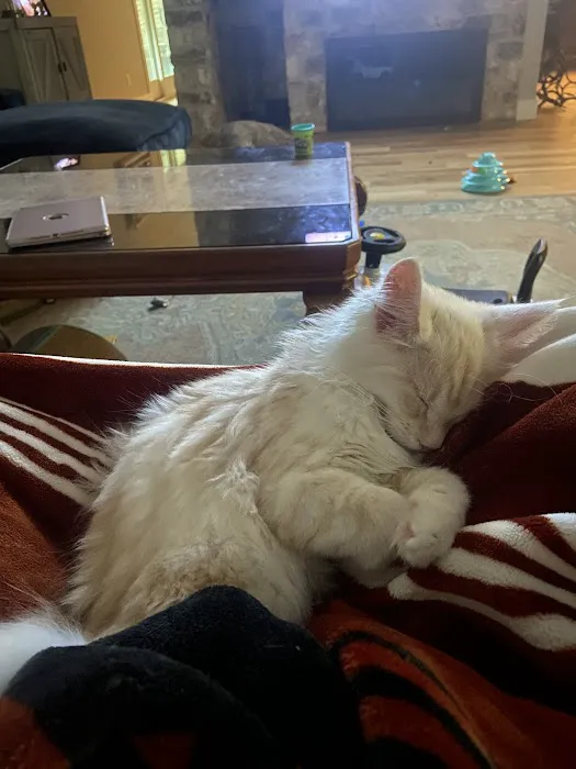 Dawntreader Maine Coons Picture 9