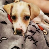 Waxahachie Veterinary Clinic ico