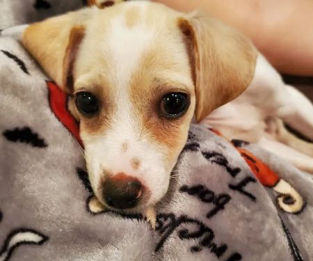 Waxahachie Veterinary Clinic
