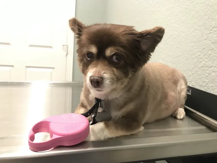 Waxahachie Veterinary Clinic Picture 6