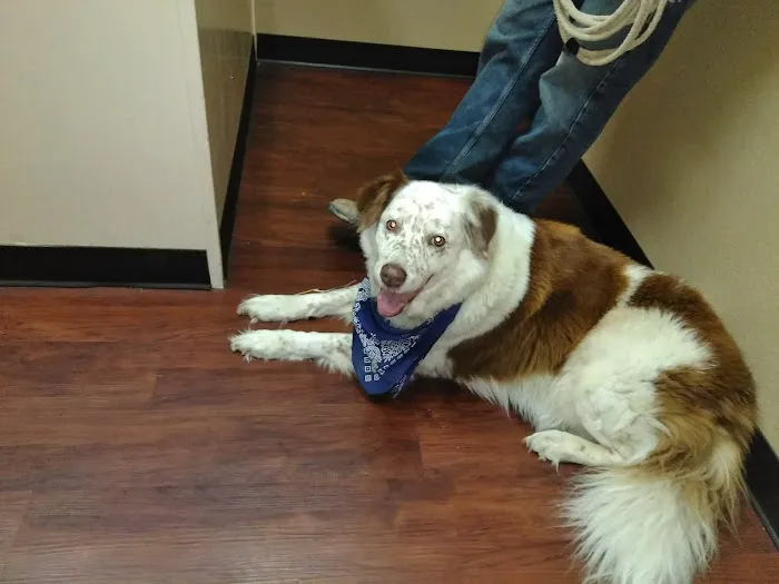 Waxahachie Veterinary Clinic Picture 8