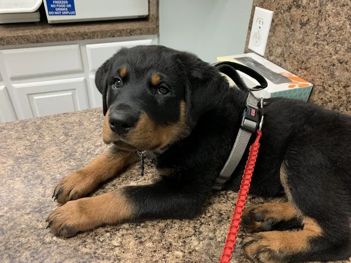 Waxahachie Veterinary Clinic Picture 5