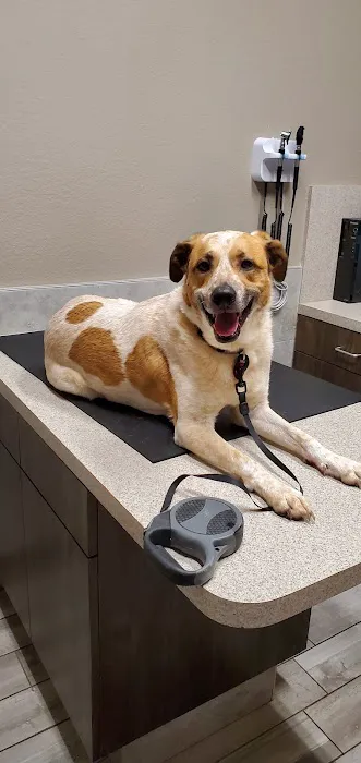 Gully Animal Hospital of Midlothian Picture 3