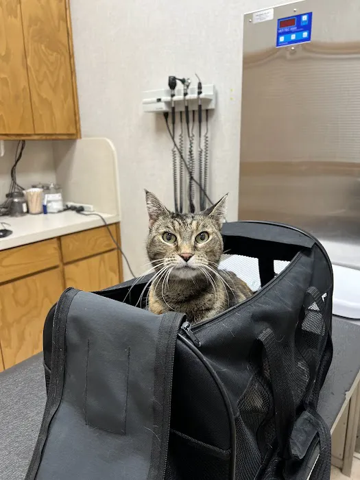 Gully Animal Hospital of Midlothian Picture 9