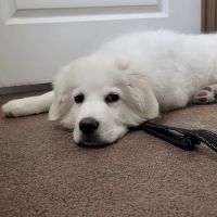 Seagoville Veterinary Hospital ico
