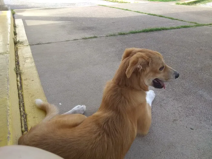 Seagoville Veterinary Hospital Picture 3