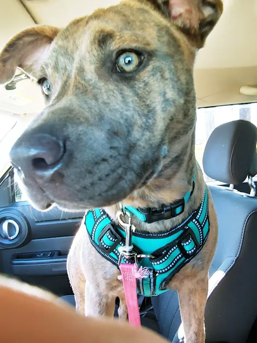 Seagoville Veterinary Hospital Picture 5