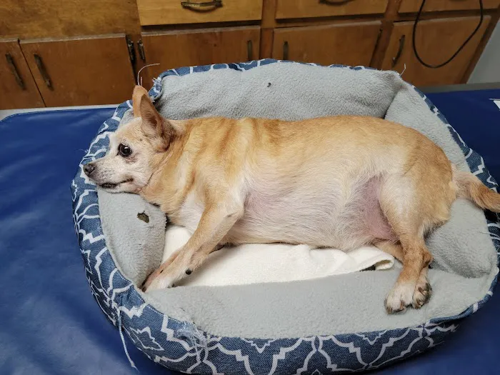 Ennis Veterinary Clinic Picture 8