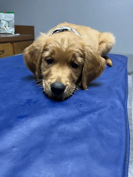 Ennis Veterinary Clinic Picture 10