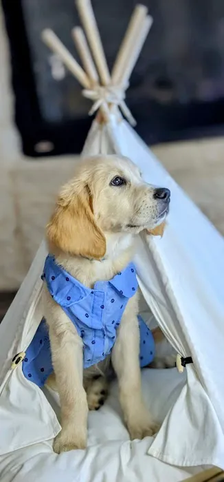 Animal Hospital of Ennis PC Picture 1