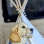 Animal Hospital of Ennis PC
