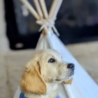 Animal Hospital of Ennis PC ico