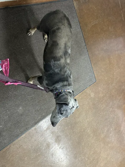 Animal Hospital of Ennis PC Picture 7