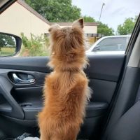 Menser Veterinary Clinic ico
