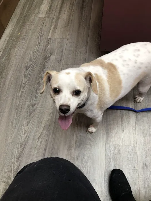 Rodeo Drive Veterinary Hospital Picture 9