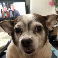 South Mesquite Veterinary Hospital ico