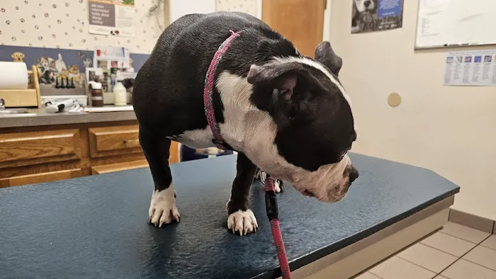 South Mesquite Veterinary Hospital Picture 8