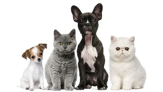 Town East-Galloway Animal Clinic Picture 2