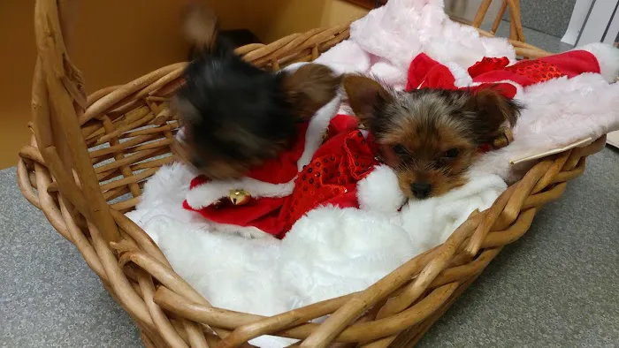 Town East-Galloway Animal Clinic Picture 1