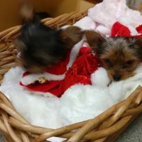 Town East-Galloway Animal Clinic ico