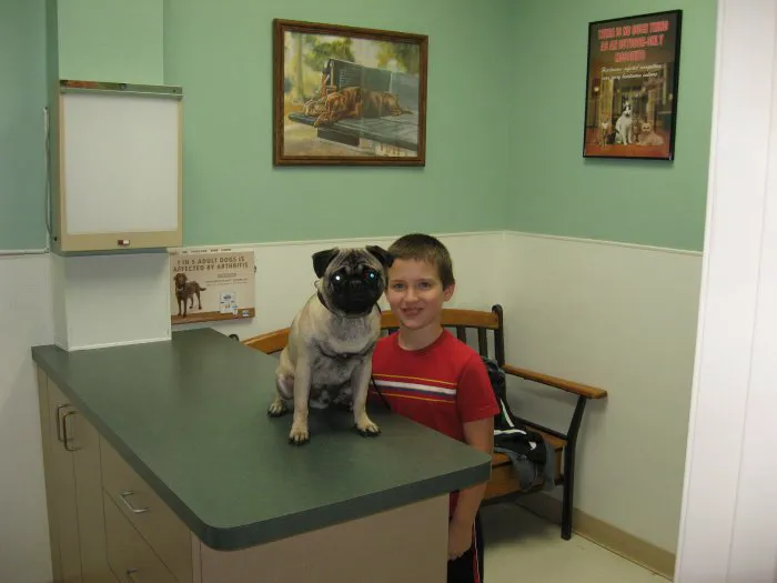VCA Beltline East Animal Hospital Picture 5