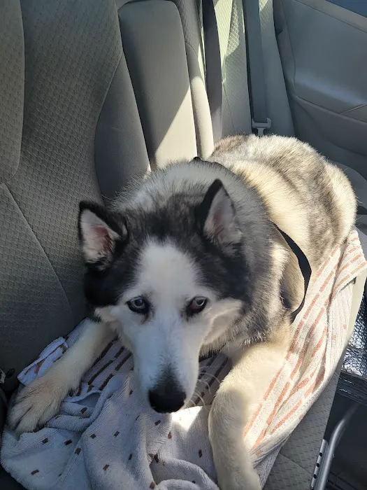 Petmobile Pet Hospital Picture 6