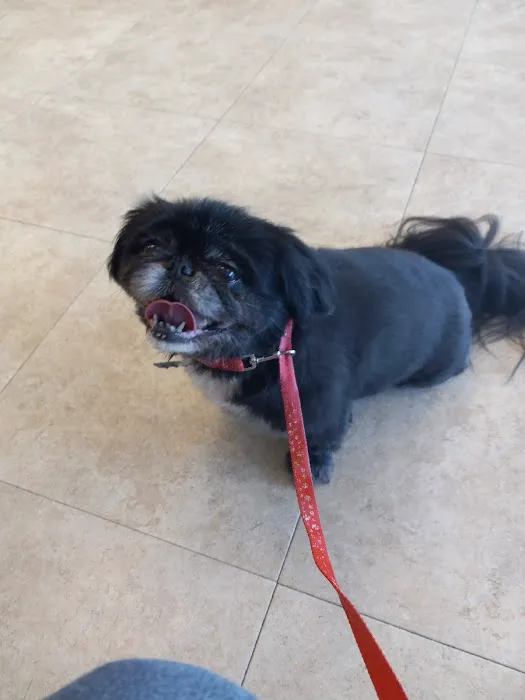 Petmobile Pet Hospital Picture 9
