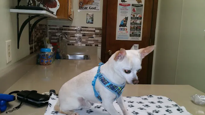 Petmobile Pet Hospital Picture 10