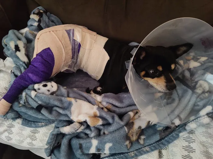 BluePearl Pet Hospital Picture 2