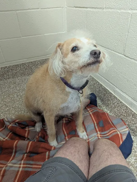 BluePearl Pet Hospital Picture 1