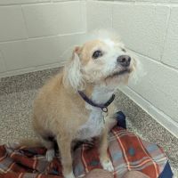 BluePearl Pet Hospital ico