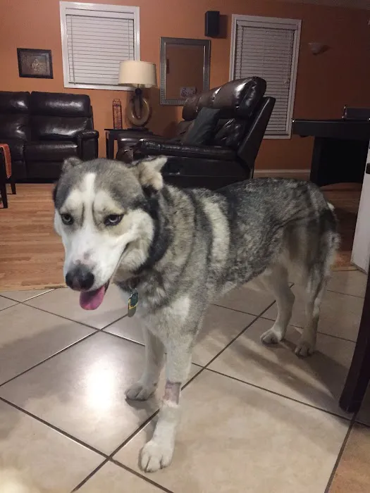 BluePearl Pet Hospital Picture 4