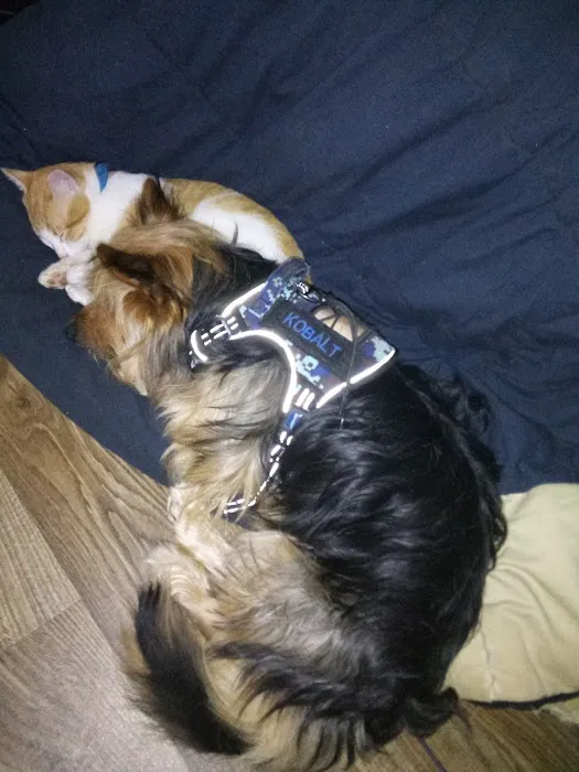 BluePearl Pet Hospital Picture 9