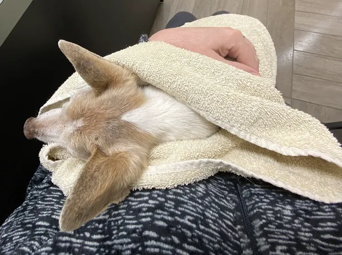 BluePearl Pet Hospital Picture 7