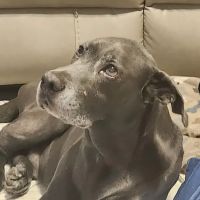 Centerville Road Animal Clinic ico