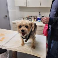 Club Hill Animal Clinic ico