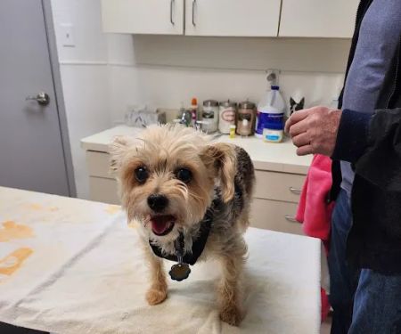 Club Hill Animal Clinic