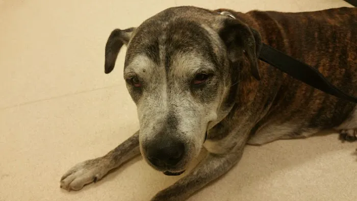 Club Hill Animal Clinic Picture 5