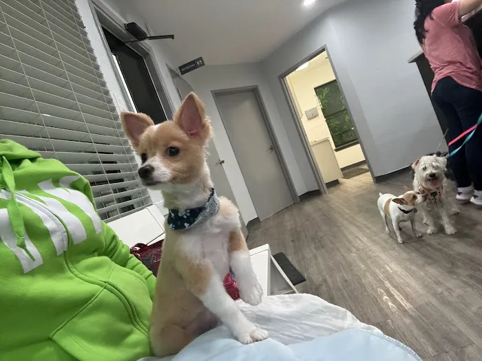 Club Hill Animal Clinic Picture 9