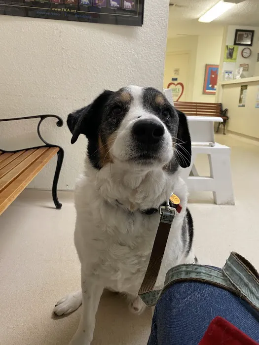 Club Hill Animal Clinic Picture 8