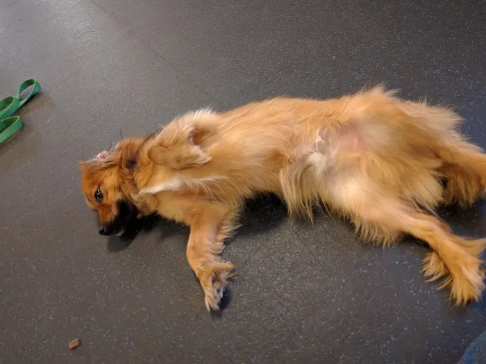 Healthy Paws Veterinary Medical Center Picture 2