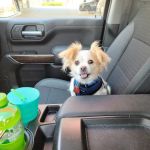 Healthy Paws Veterinary Medical Center
