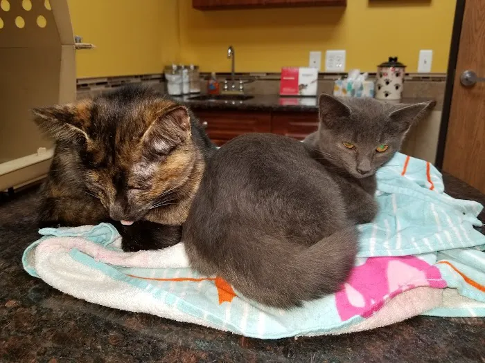 Healthy Paws Veterinary Medical Center Picture 6
