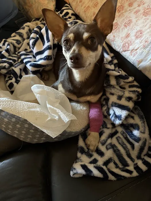 Healthy Paws Veterinary Medical Center Picture 9